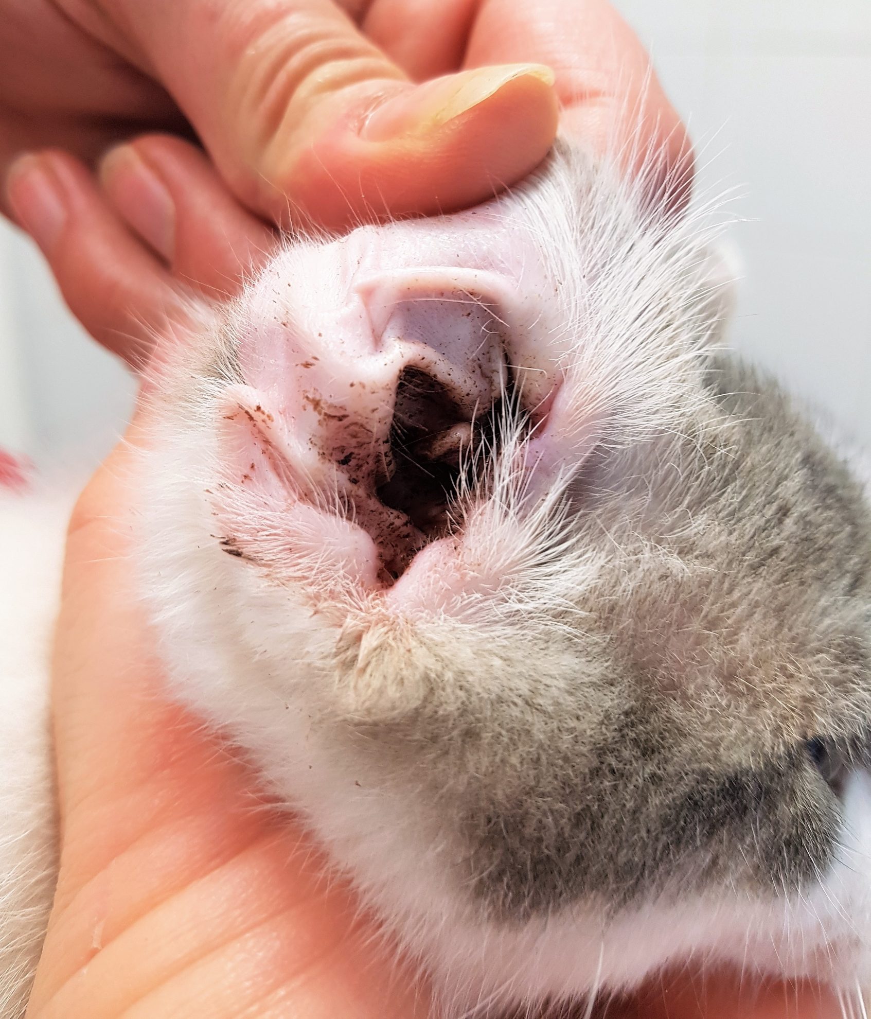 amoxicilline pour chat sans ordonnance