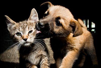 Acheter Amoxicilline Pour Chat