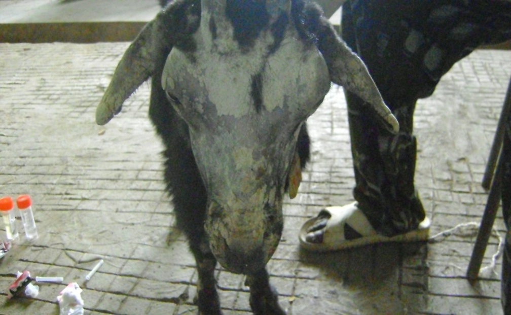 Mectizan acheter online