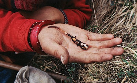 Viagra de lhimalaya prix