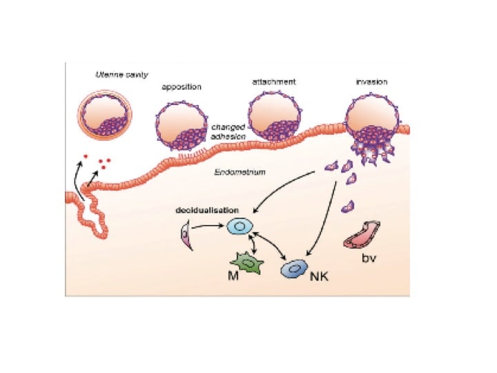 Ordre Clomid
