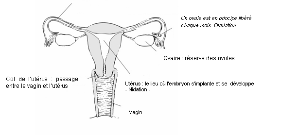 Acheter du isotretinoin générique