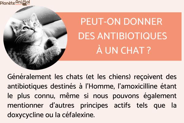 Amoxicilline chat achat