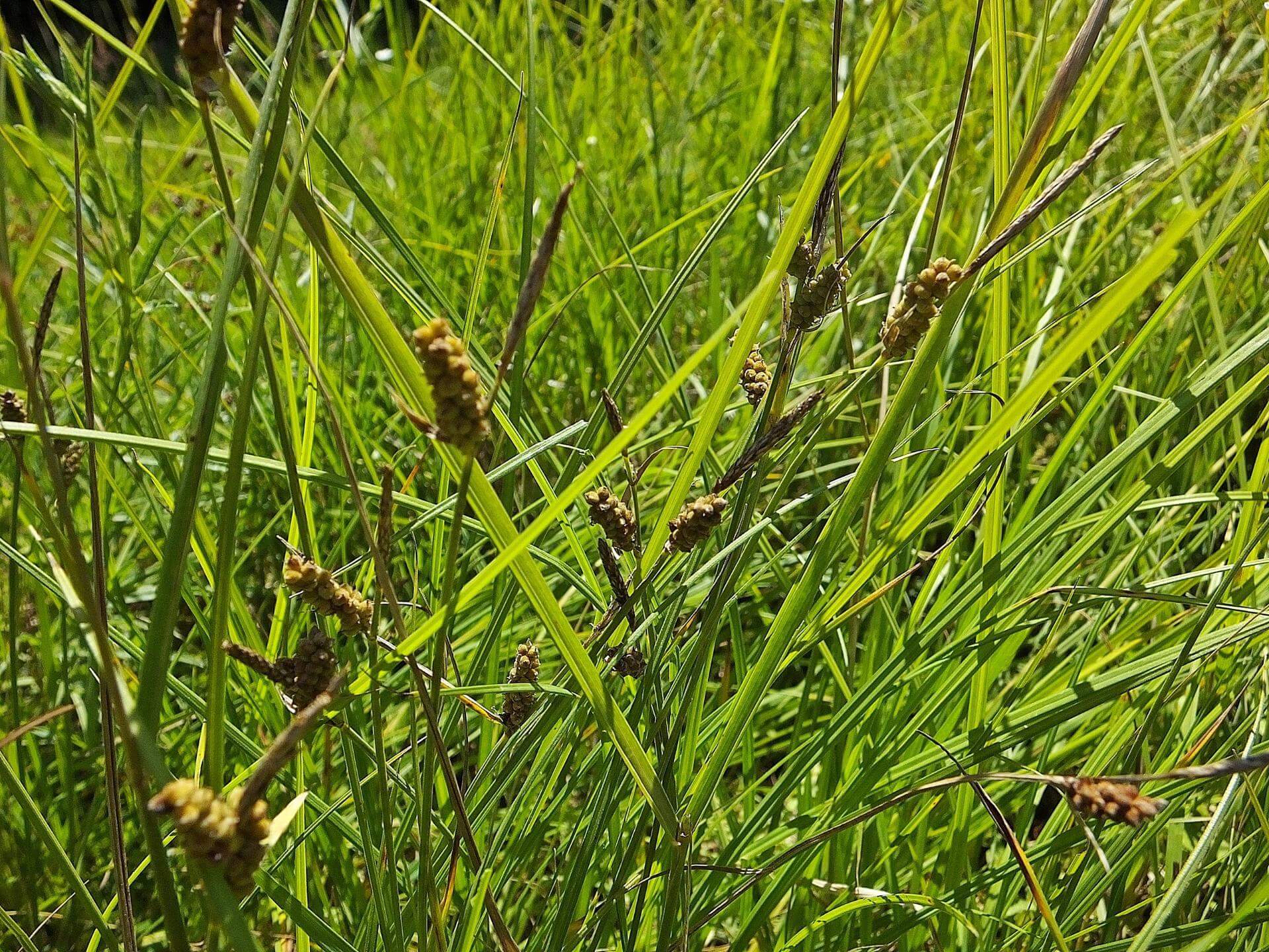 sildalis pilule