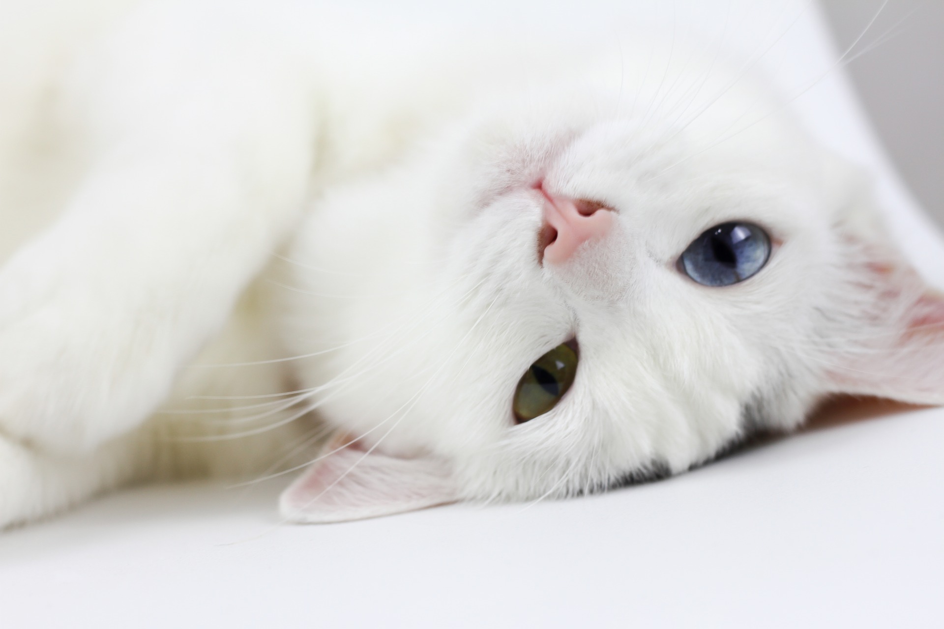 Acheter Doxycycline Chat