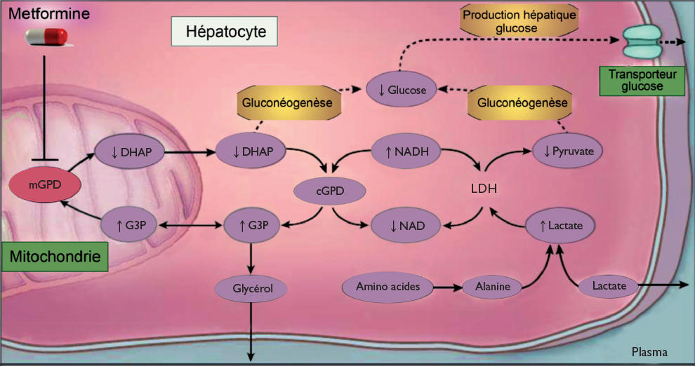 Metformin où acheter