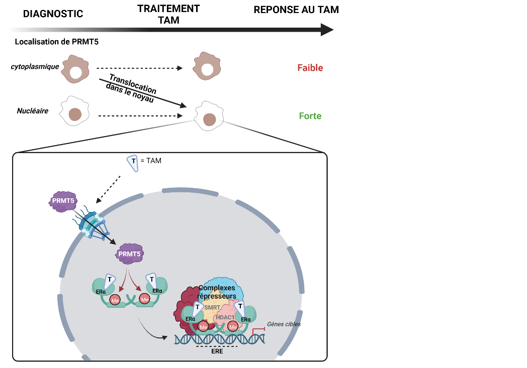 Tamoxifène en ligne