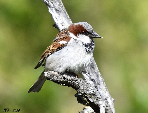 Acheter Ivermectine Pour Oiseaux