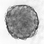 Mebendazole online