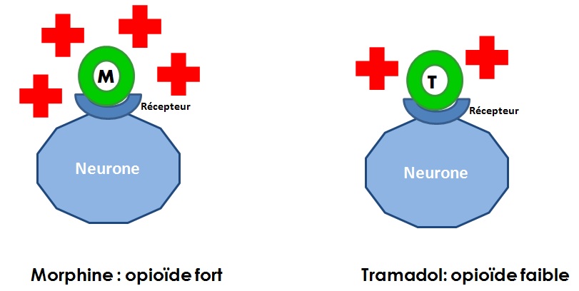 Nom Generique Du Tramadol