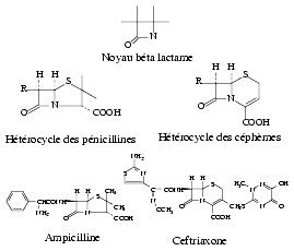 Generique amoxicilline cefpodoxime