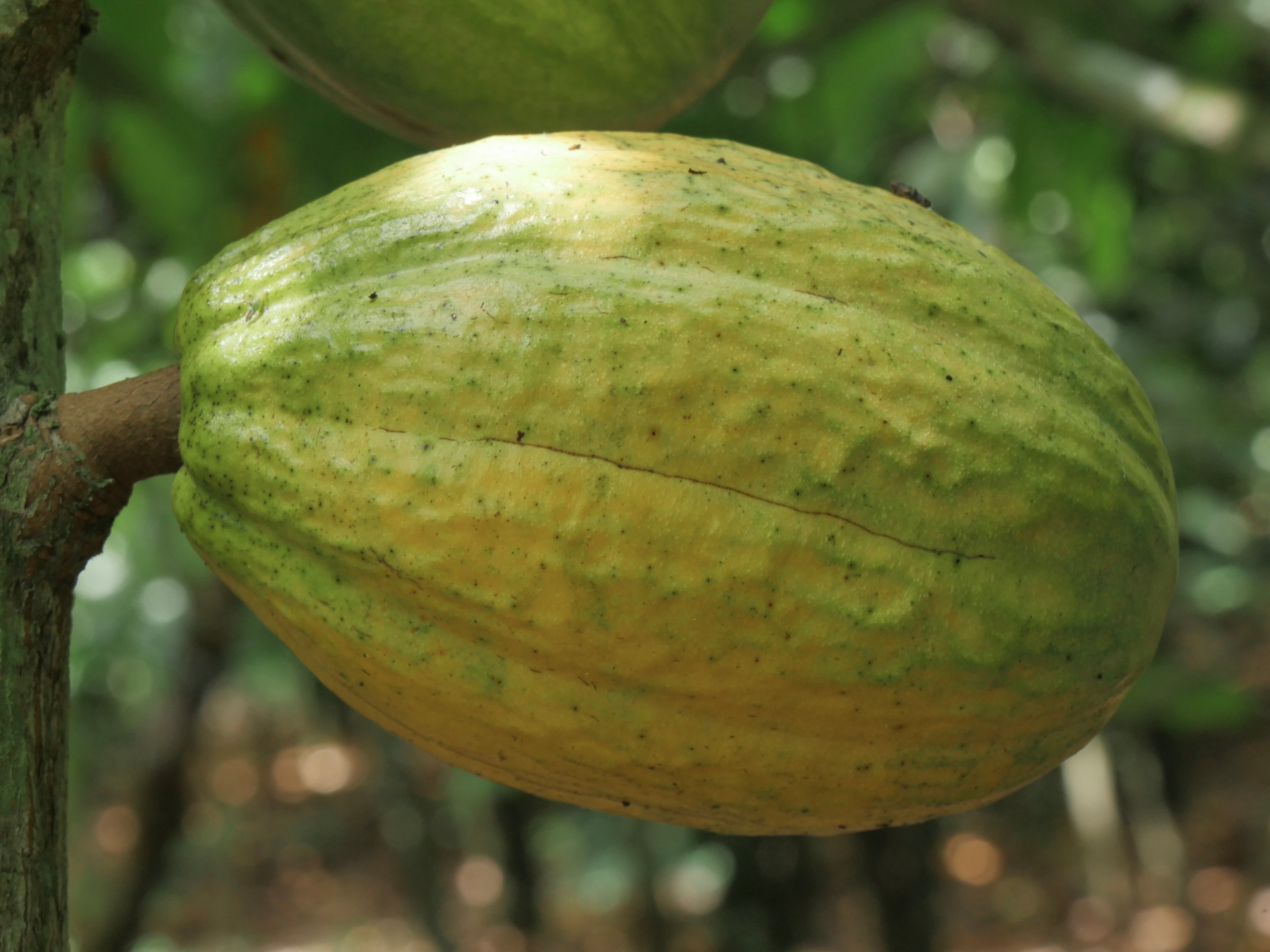 Tadala black bon marché