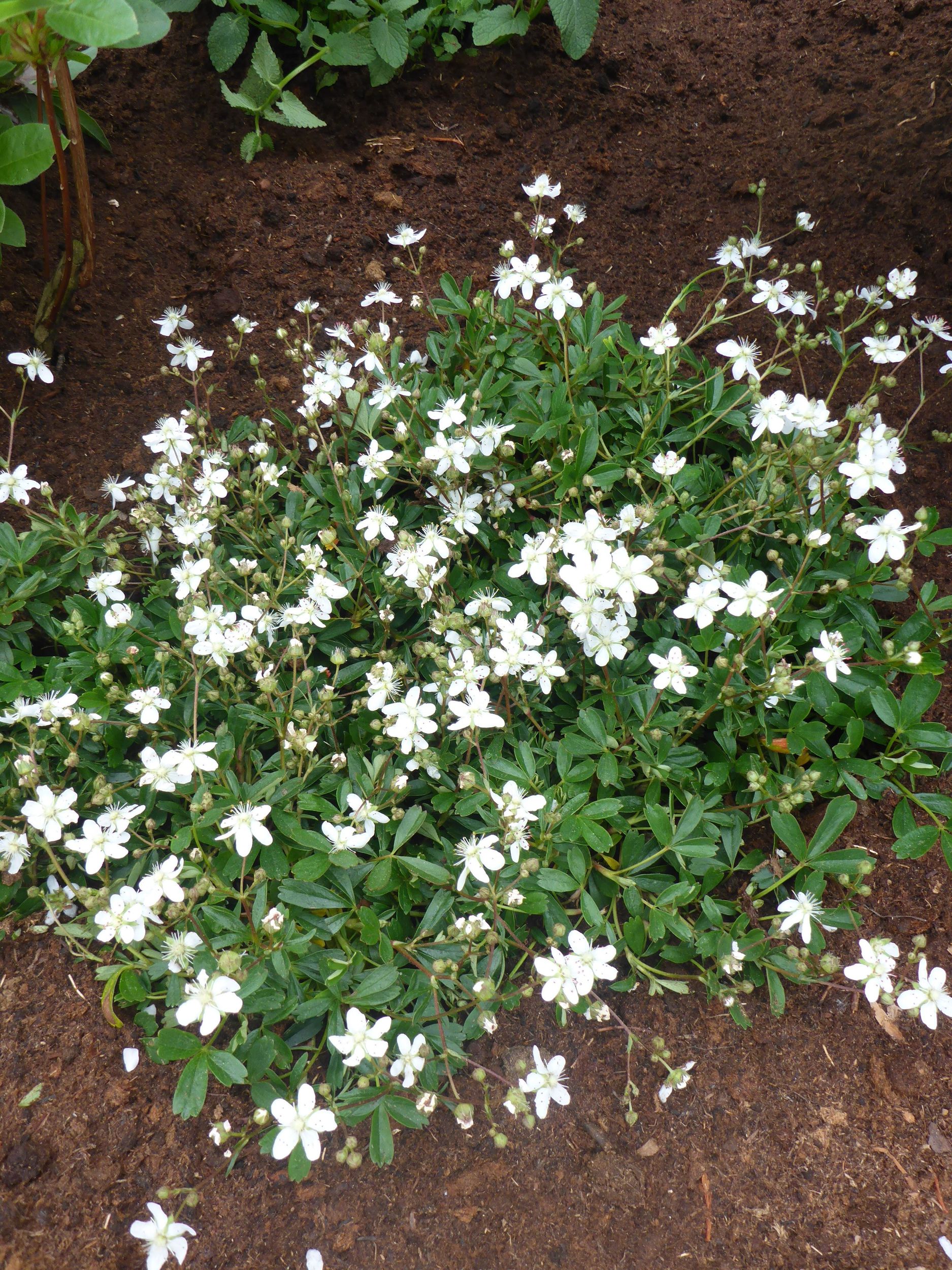 Nucynta Pilules
