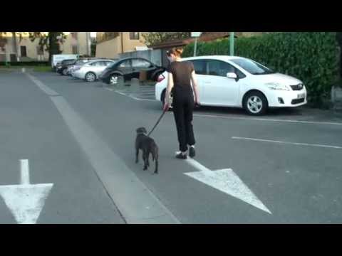 Nolvadex 10 mg pour chien