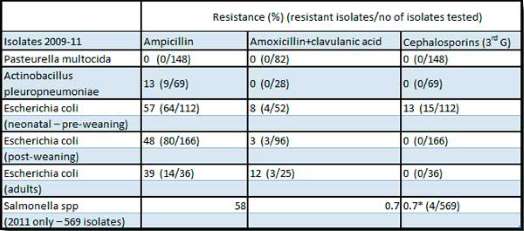Achat amoxicilline chat