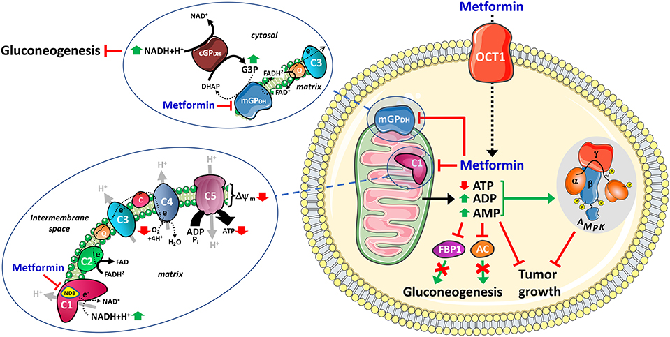 metformin france