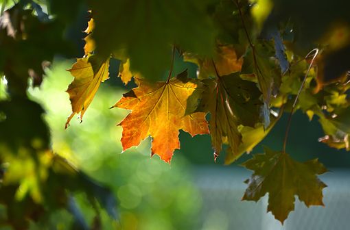 Acheter Cytotec En Espagne