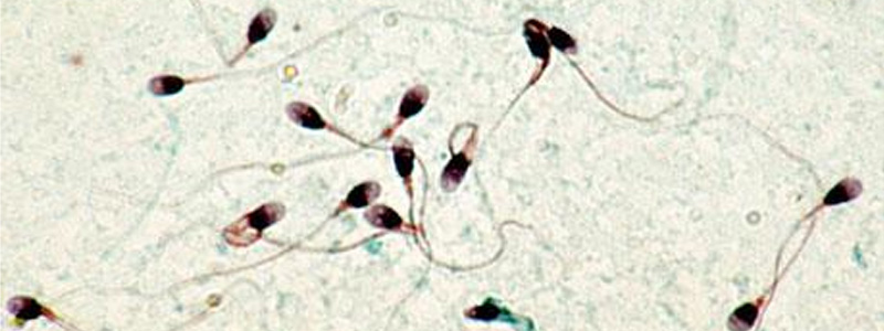 Acheter du clomid