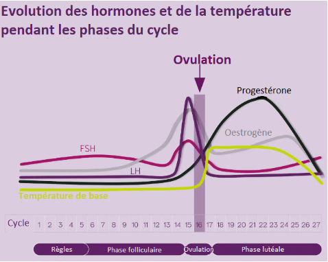 Acheter Du Oestrogènes Conjugués Générique