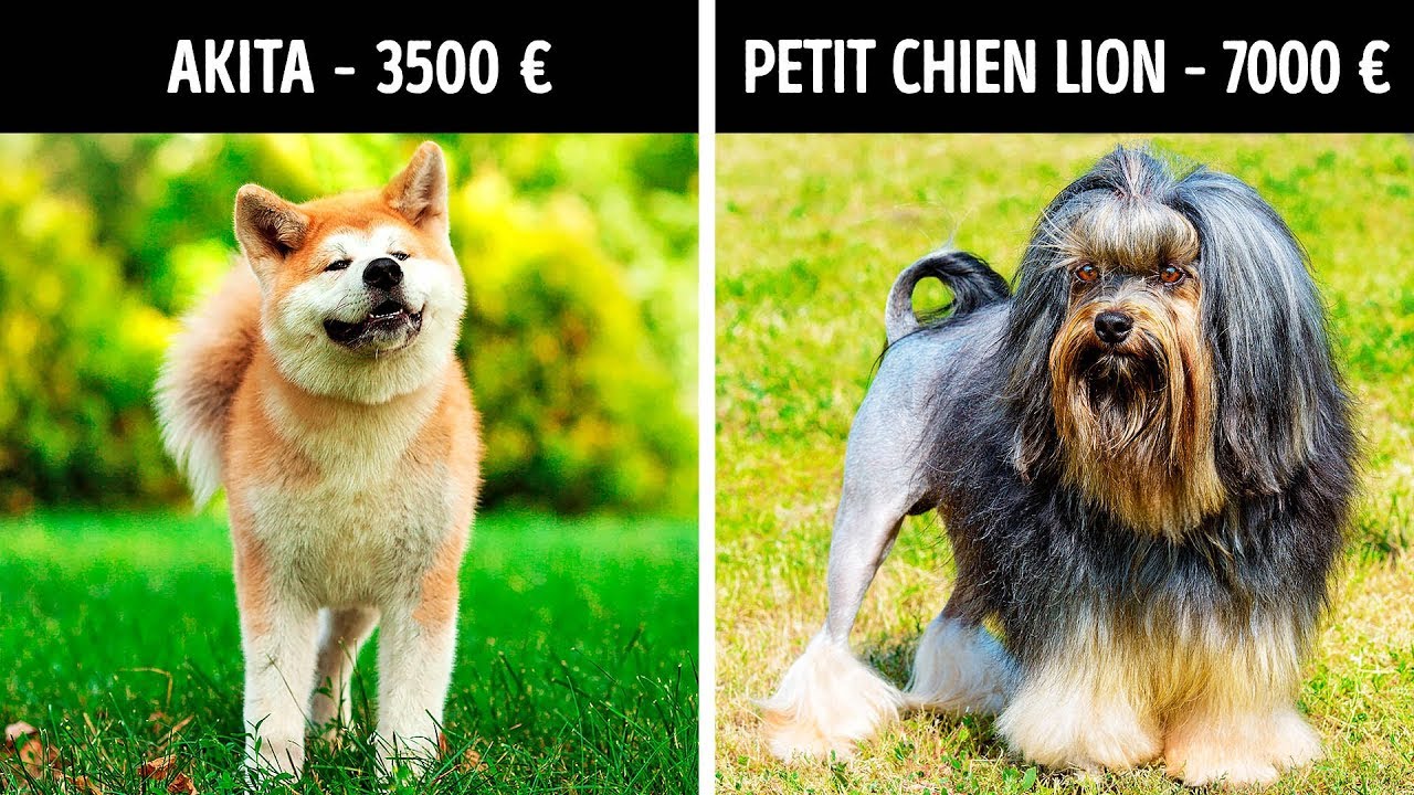Valium Chien Prix