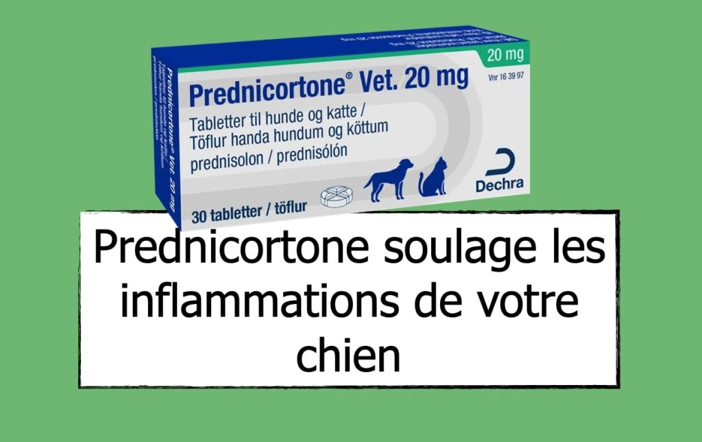 prednisolone 20mg générique