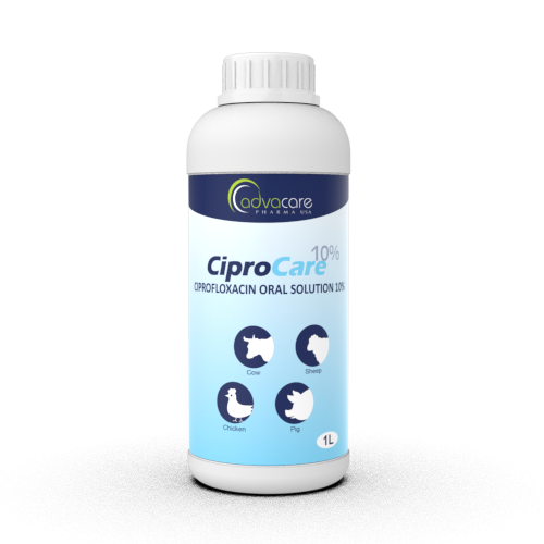 Ciplox Acheter