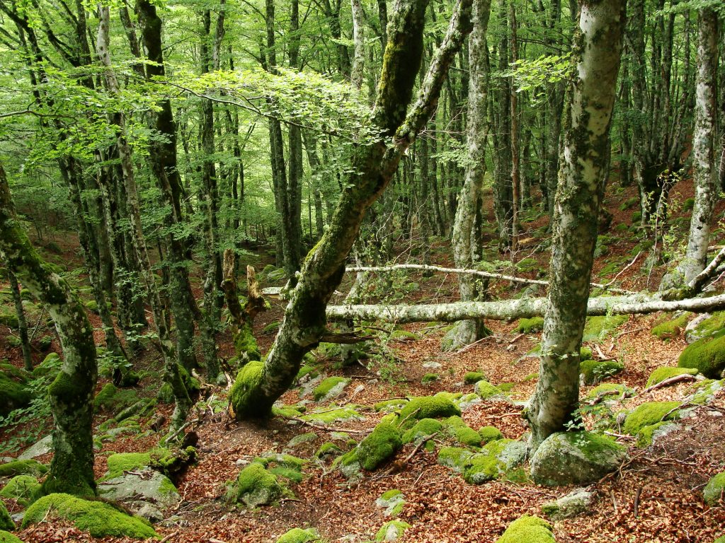 comment acheter du eriacta