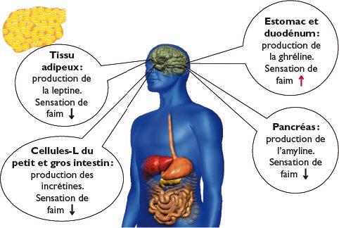 phentermine en ligne