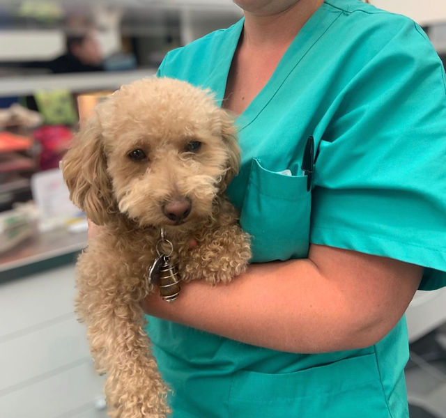 Amoxicilline Pour Chien Prix