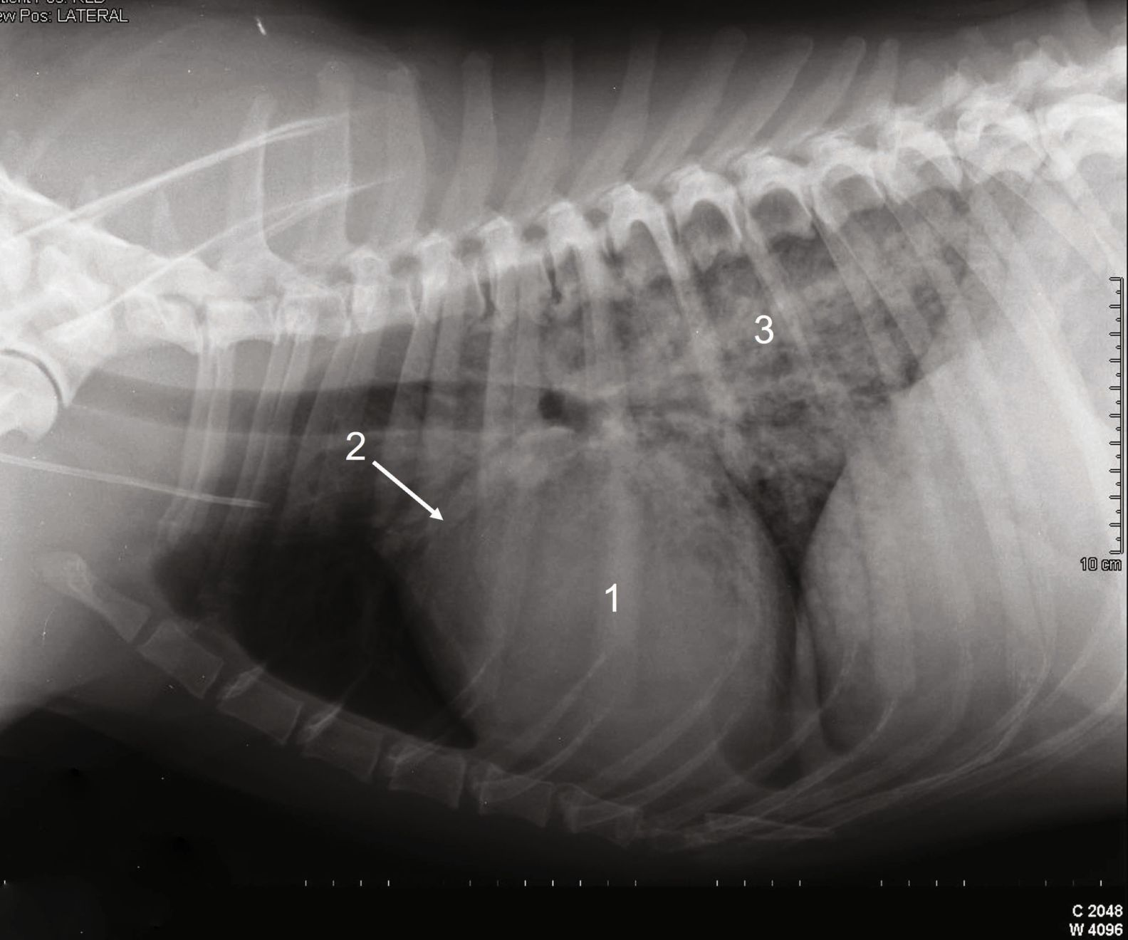Furosemide chien prix