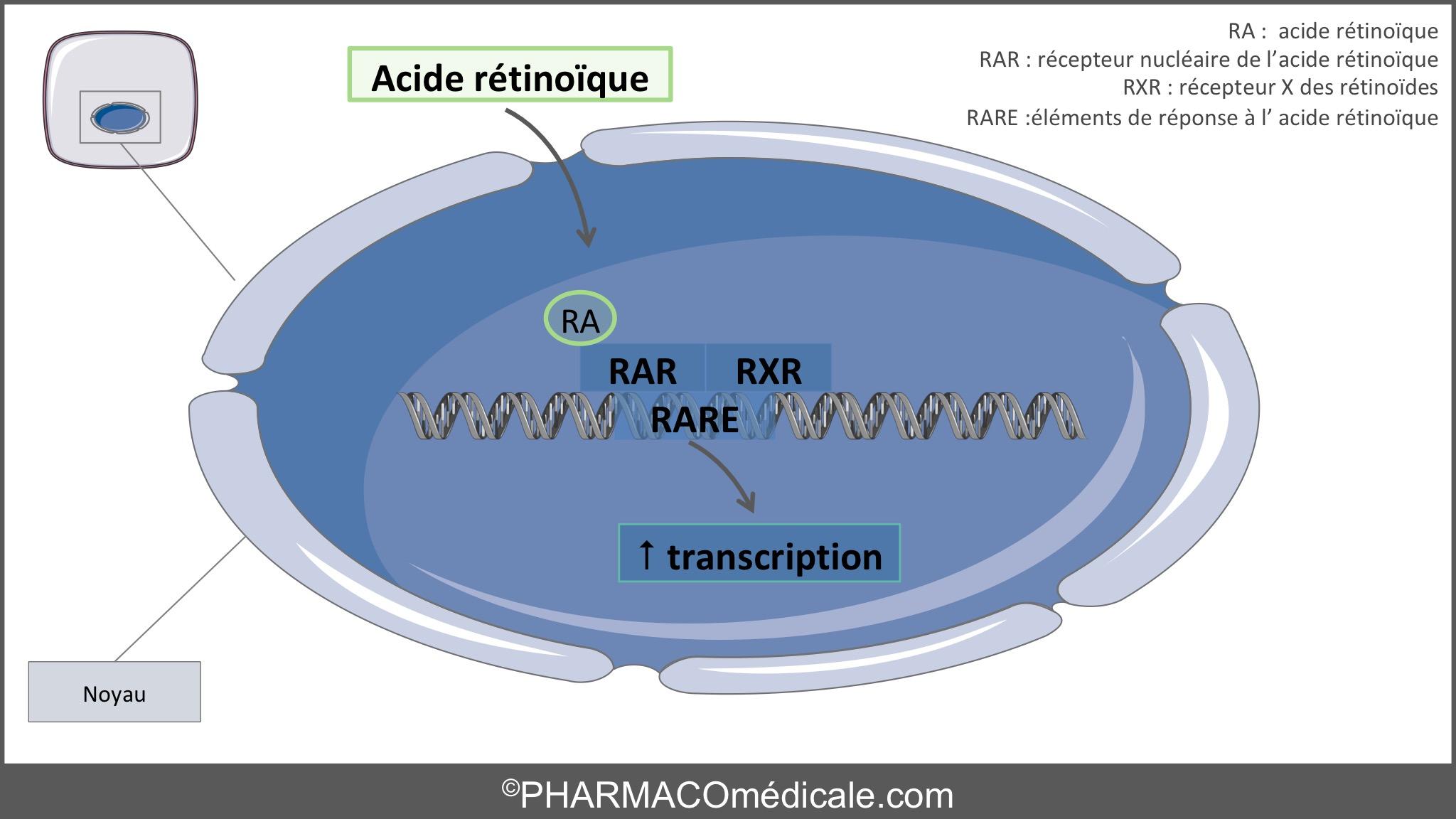 Isotretinoin france