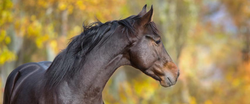 Ivermectine Cheval Prix
